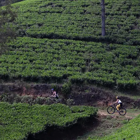 Heritance Tea Factory (Adults Only)-3
